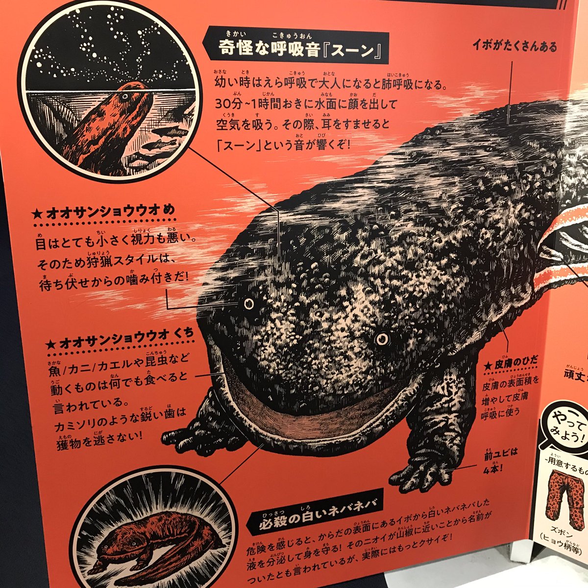 京都水族館のオオサンショウウオ 解説パネルが完全に 昭和の怪獣図鑑 でテンション爆上げ これだけで行く価値ある Togetter