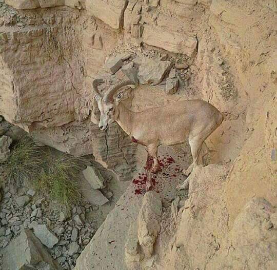 Don't Kill me for the Fun of Evil inside you...
I might show how I climb on mountains to your next Generations...!!
#Stopanimalkilling