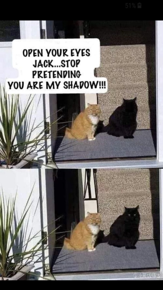 bingocamsUK's tweet photo. Is it a shadow or is it a cat 🤣🤣 #funny #meme #saturday #bingo #bingocams https://t.co/hU5bzj13tT