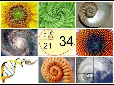 JEVanLoke's tweet image. 11/23 ~ Happy Fibonacci Day!
Celebrate nature's perfection.
#goldenratio #naturescode #saturdaymorning