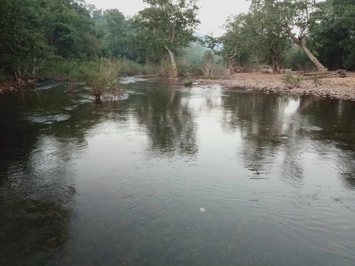 Ever Forester tweet media