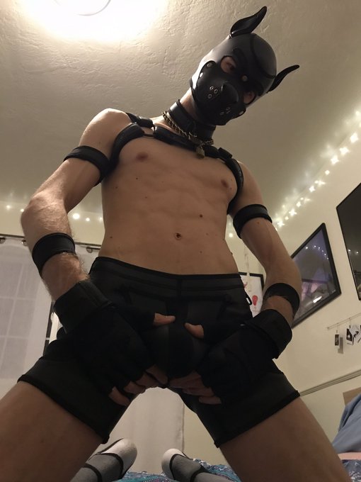 Thank you all for 700! This pup aims to please 🖤  Even more photos coming soon 😉 https://t.co/TvdoDZ