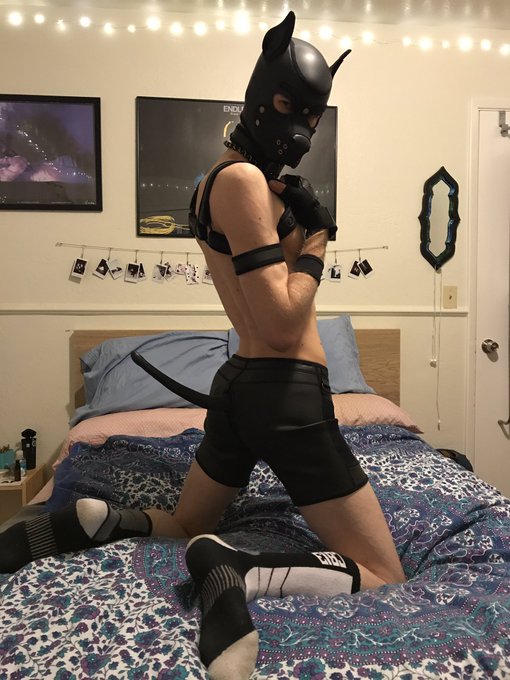 Thank you all for 700! This pup aims to please 🖤  Even more photos coming soon 😉 https://t.co/TvdoDZ