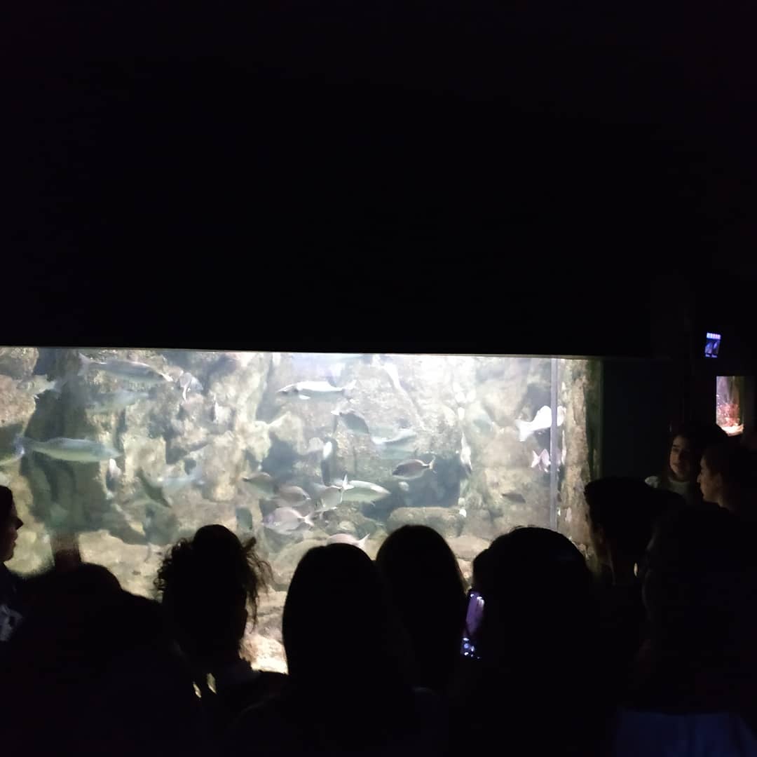 Hoy hemos visitado Santander.
¡Hemos disfrutado un montón!

Primero hemos visto el Museo Marítimo del Cantábrico, viendo comer a los tiburones, y después hemos visitado a nuestros compañeros de <a href="/sallejovensdr/">SalleJovenSantander</a> que nos han hecho sentir como en casa.
¡Muchas gracias!