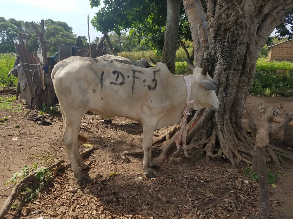 Cows should start arriving at Ikun Dairy Farm next week, main batch coming from Maiduguri. Not there yet, but slowly making progress.