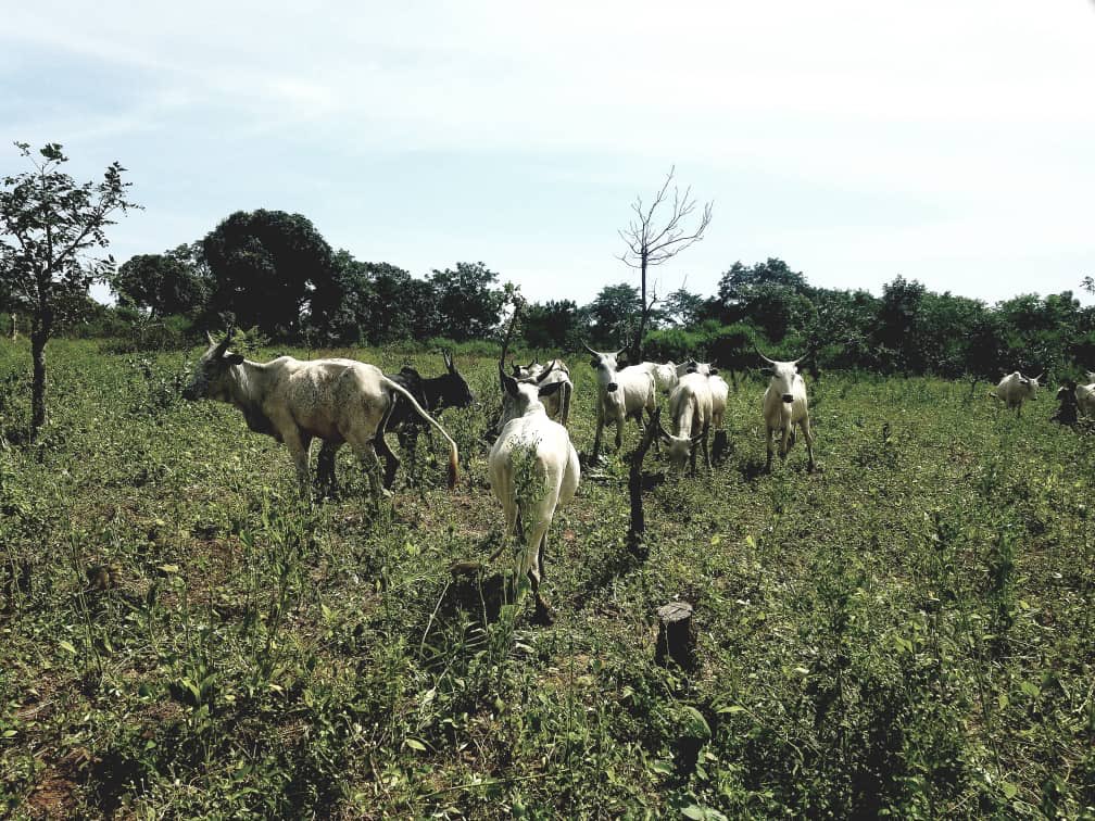 Cows should start arriving at Ikun Dairy Farm next week, main batch coming from Maiduguri. Not there yet, but slowly making progress.