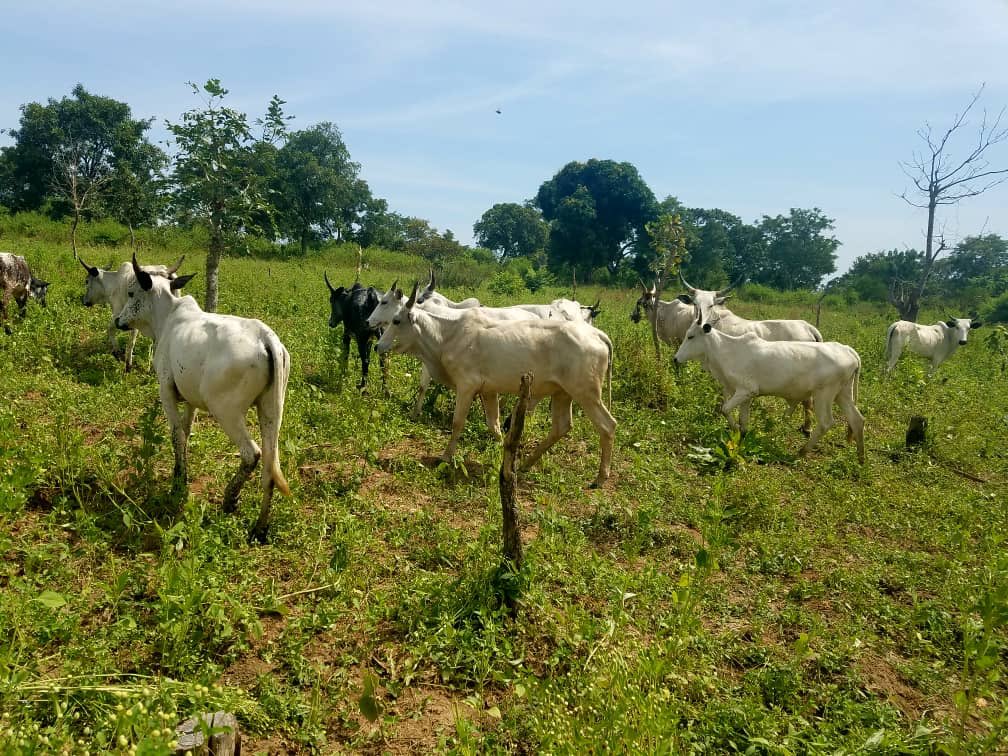 Cows should start arriving at Ikun Dairy Farm next week, main batch coming from Maiduguri. Not there yet, but slowly making progress.