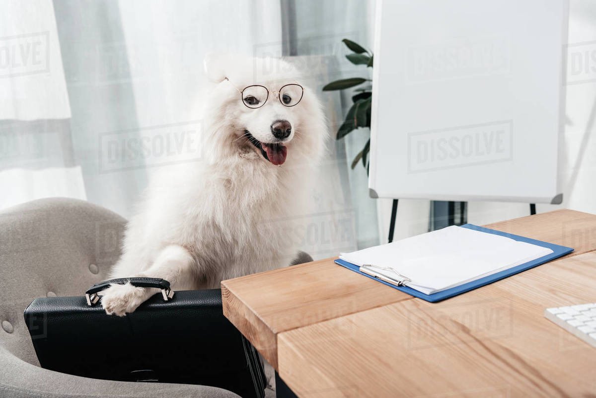 Business Dog NFT