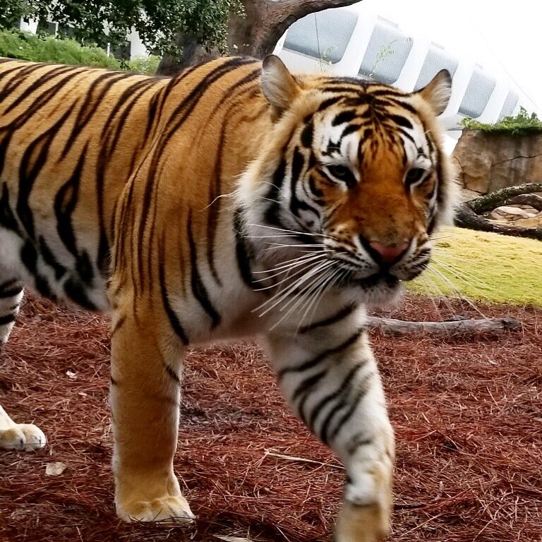 Mike VII tweet media