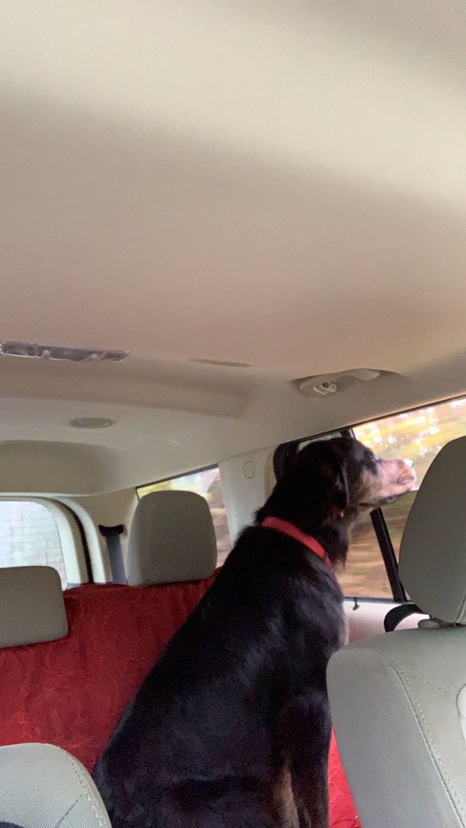 felcurry's tweet image. Mo! Rottie mix! 1 year old! Rescued at 10 weeks! #GotchaDay 12/11/18 #MoBear