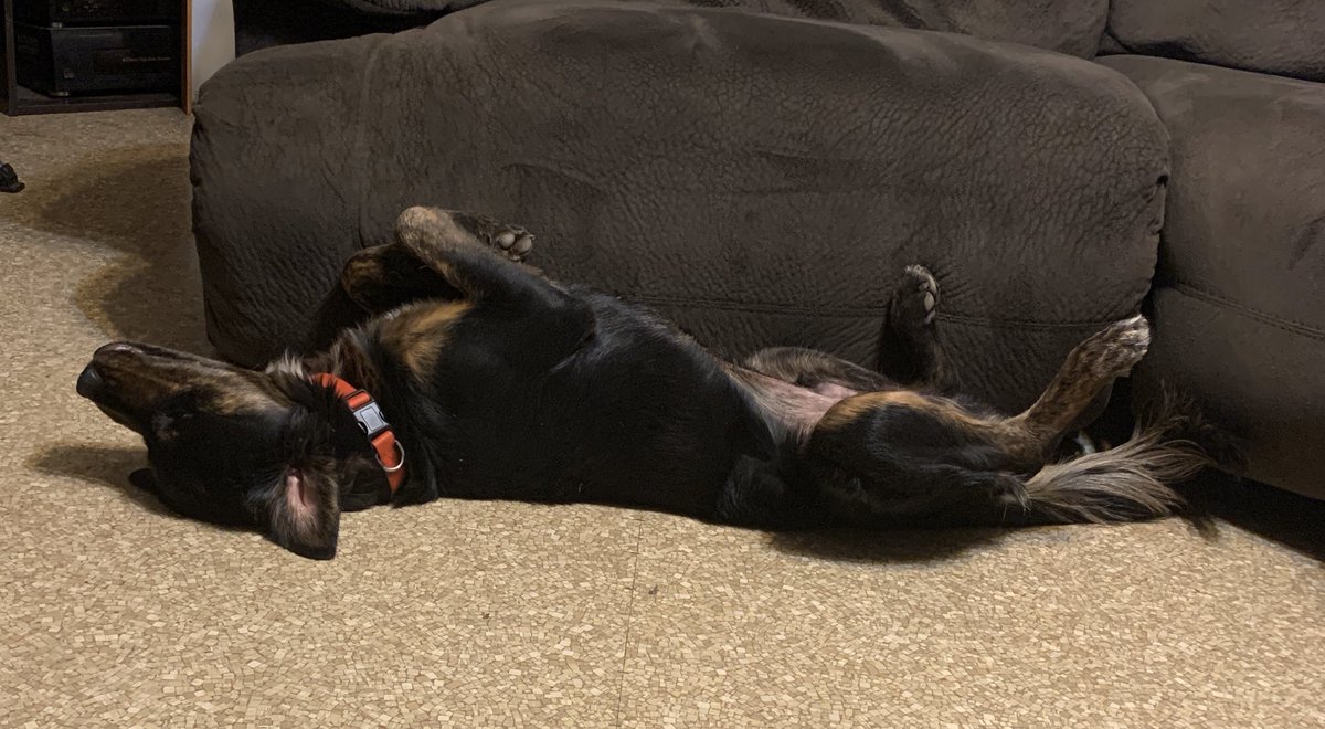 felcurry's tweet image. Mo! Rottie mix! 1 year old! Rescued at 10 weeks! #GotchaDay 12/11/18 #MoBear