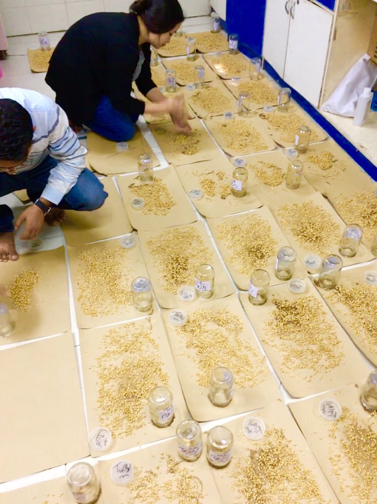 Dr.Vinod Saharan (@nanoagriculture) on Twitter photo We foresee reproducible results this year also #wheat #yield #nanofertilizer #chitosan #micronutrient <a href="/DrUrmilasoil/">Dr Urmila Dhayal Dhankhar</a> <a href="/rameshraliya/">Dr. Ramesh Raliya</a> <a href="/IFFCO_PR/">IFFCO</a> <a href="/DBTIndia/">Department of Biotechnology</a> <a href="/RenuSwarup/">Dr. Renu Swarup</a> <a href="/IndiaDST/">DSTIndia</a> @Deepa26836653 <a href="/icarindia/">Indian Council of Agricultural Research.</a> @IFDCnews <a href="/AdamaAgri/">ADAMA Ltd.</a> <a href="/iiscbangalore/">IISc Bangalore</a> <a href="/panwar8989/">Dr Ashok Kumar PhD</a> @Kumaraswamy_ We foresee reproducible results this year also #wheat #yield #nanofertilizer #chitosan #micronutrient <a href="/DrUrmilasoil/">Dr Urmila Dhayal Dhankhar</a> <a href="/rameshraliya/">Dr. Ramesh Raliya</a> <a href="/IFFCO_PR/">IFFCO</a> <a href="/DBTIndia/">Department of Biotechnology</a> <a href="/RenuSwarup/">Dr. Renu Swarup</a> <a href="/IndiaDST/">DSTIndia</a> @Deepa26836653 <a href="/icarindia/">Indian Council of Agricultural Research.</a> @IFDCnews <a href="/AdamaAgri/">ADAMA Ltd.</a> <a href="/iiscbangalore/">IISc Bangalore</a> <a href="/panwar8989/">Dr Ashok Kumar PhD</a> @Kumaraswamy_