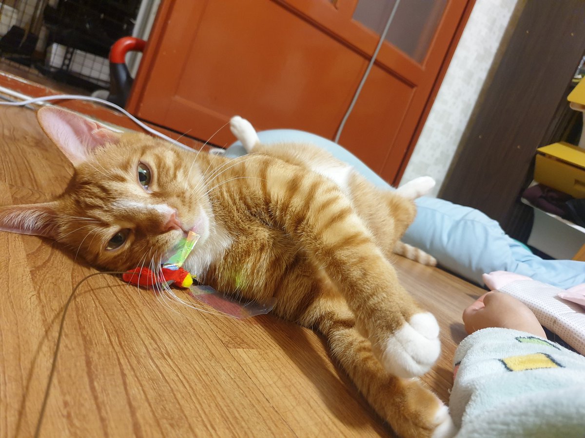 deokgulife's tweet photo. 집사 현생이 넘 바빠서 업뎃을 못하네요..
주인님은 잘 지내고 계십니다.. https://t.co/TqGa8xebrY