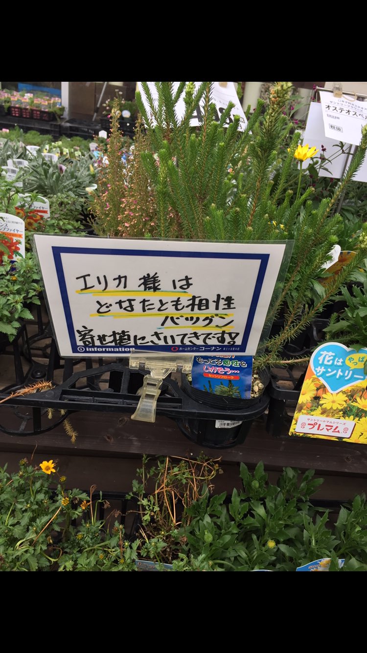 若林 亮 この前 ホームセンターの花売り場に行ったら エリカの紹介が エリカ様はどなたとも相性バツグンです バツグンです って 沢尻 エリカ T Co Xslmn71lbj Twitter