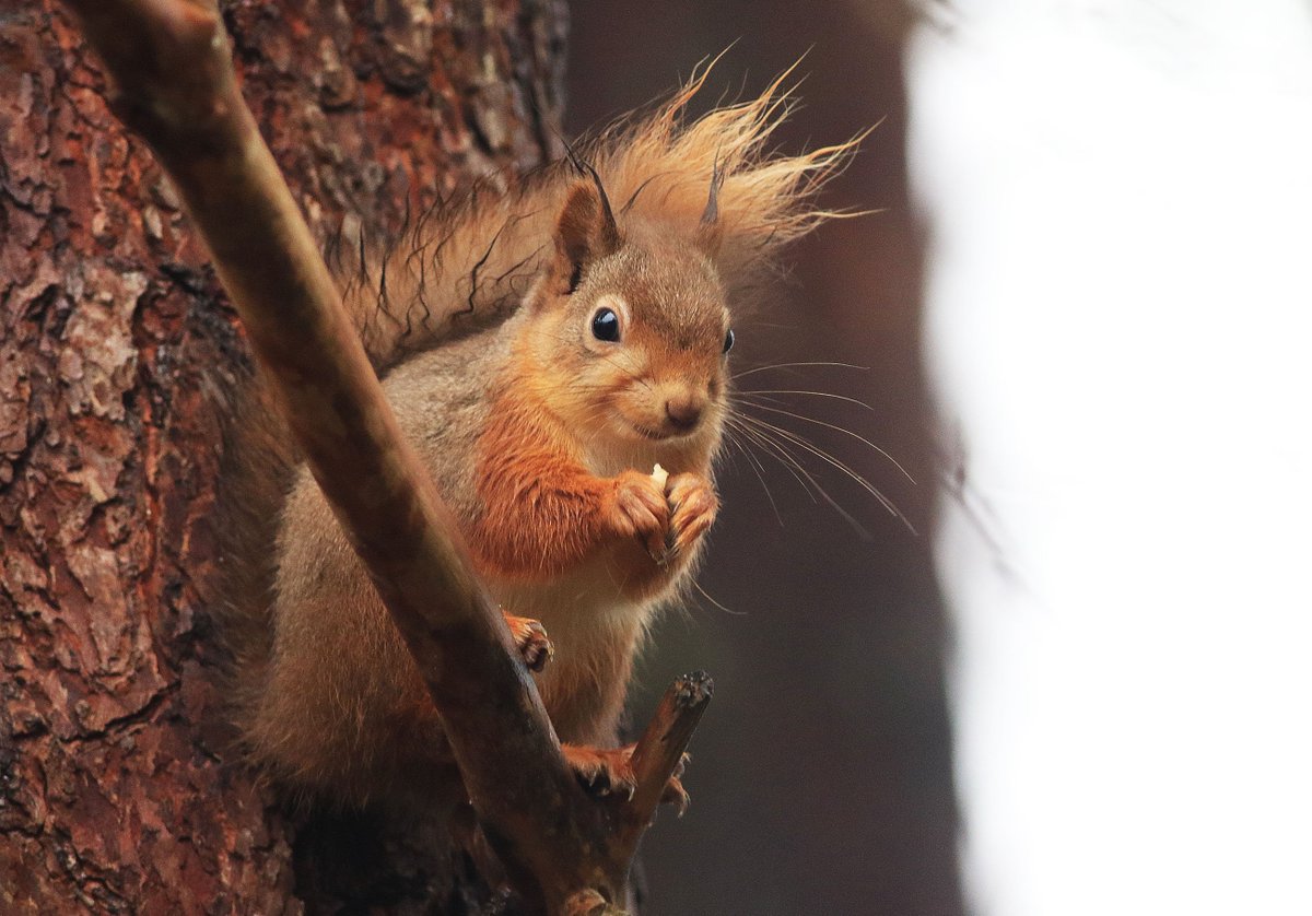 Markthebirder's tweet image. A Scottish Red Squirrel resolutely refusing to share its chips and curry sauce in Abernethy forest last week

#selfishgit #highlands #scotland #redsquirrel