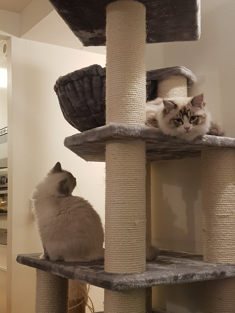 ✨Sparks✨ tweet media