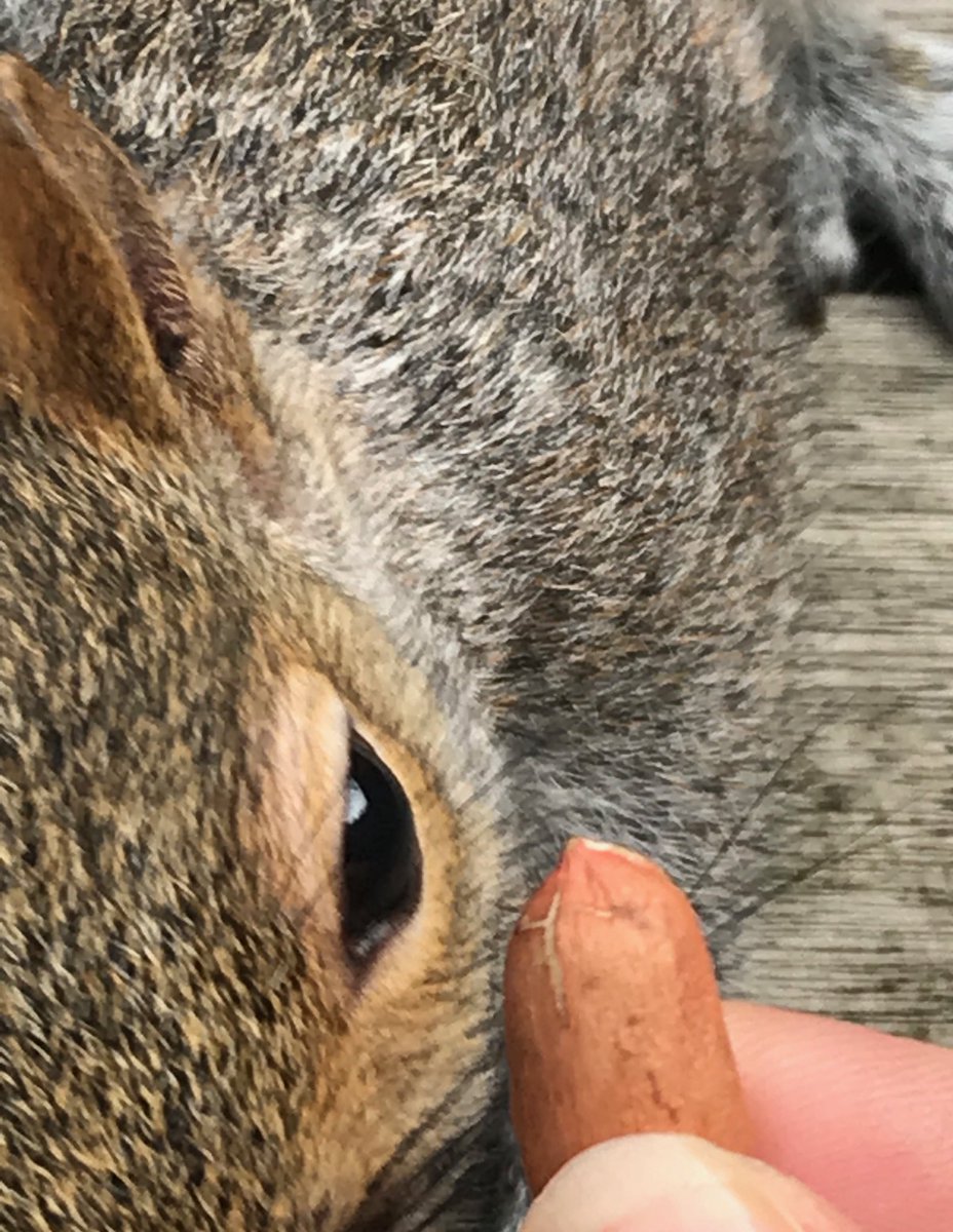 #UELOpenDay ⁦@DrCarrieWeston⁩
The squirrels have come to join us 😃