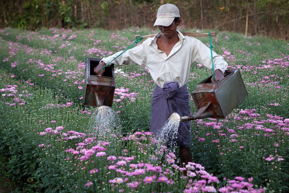 PascalBehague's tweet image. Sourire de Printemps 💋🌺
Crédit photo 📸 : Pascal Béhague
#PhotoOfTheDAy #Photographie #Saison #Birmanie
#Photography #Jardinage #Fleurs #Art #Myanmar🇲🇲