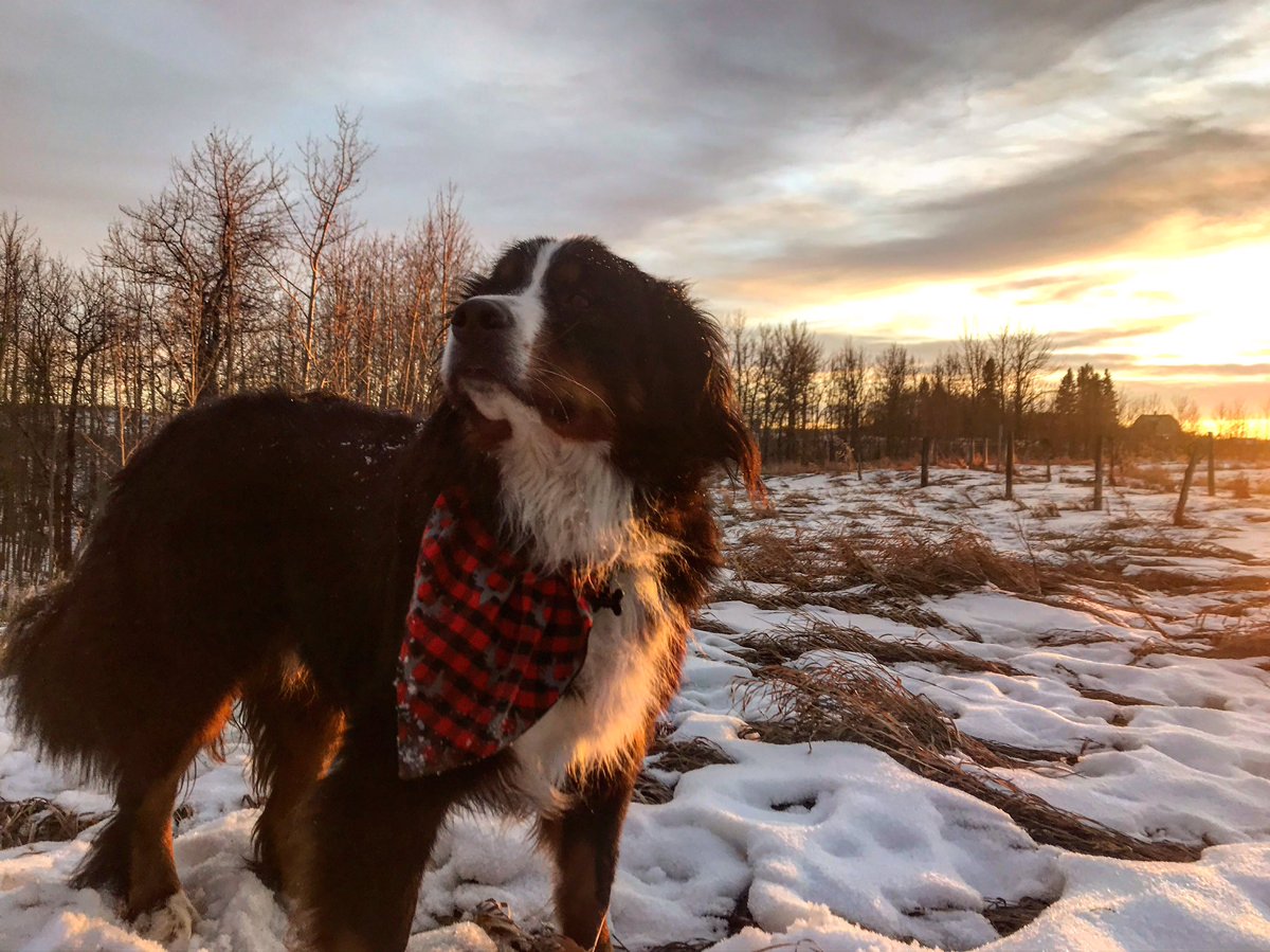 bunsenbernerbmd's tweet photo. Hey.  Hey you.  You over there that had a bad week.  I see you.
Dogs SEE you.
It may not be better next week, but we see you and want you to know that we REALLY think you are the best.  We can’t talk back, but we can listen.
#SaturdayMorning #sunset #empathy #dogs https://t.co/D6QKvGqRos