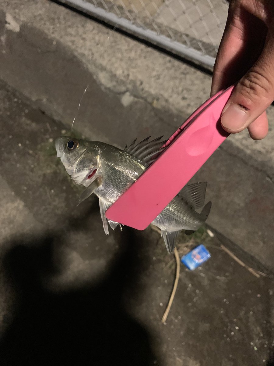 ストラディックci4