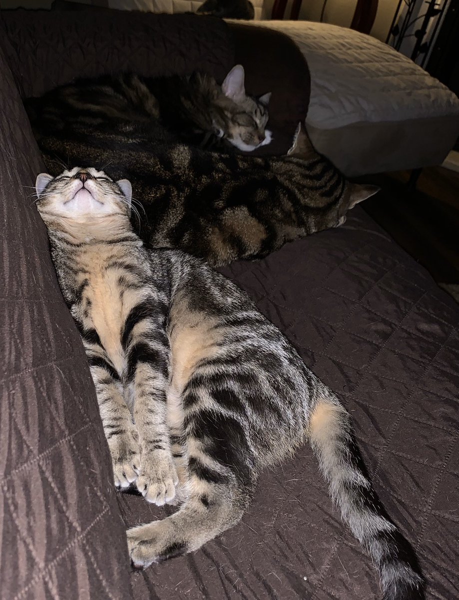 SafeHavenCats16's tweet photo. Phoenix has the most interesting ways to sleep๐ #tinytabby #marbledtabby #availableforadoption #SafeHavenCats16 https://t.co/vr7UZMzlQI