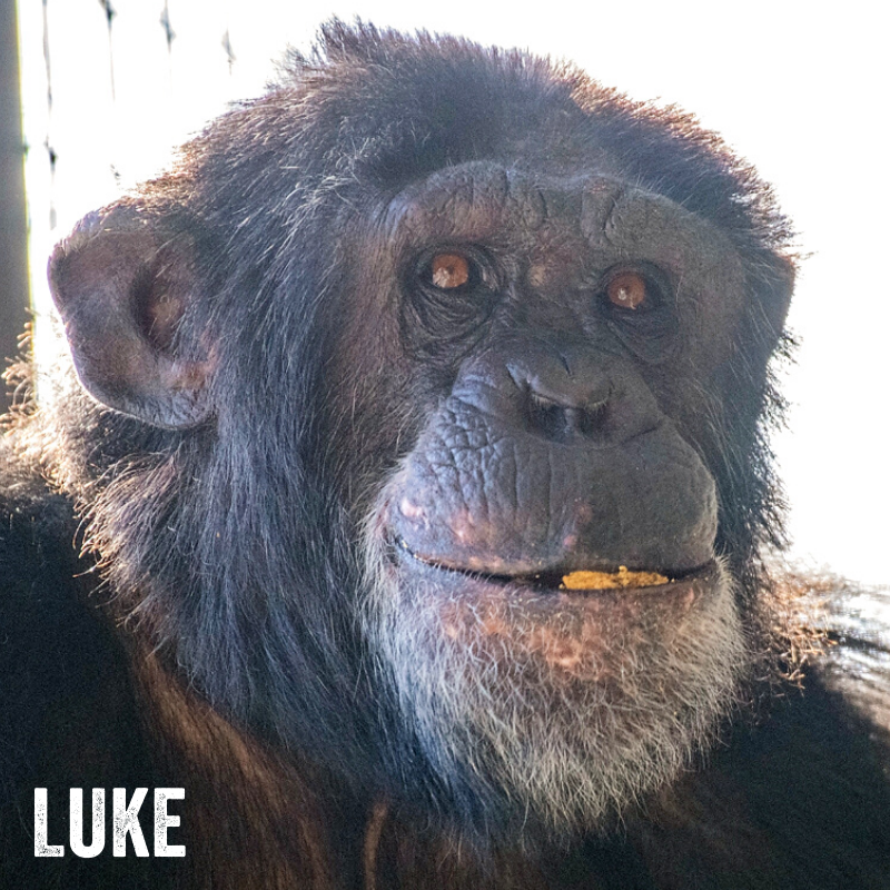 projectchimps's tweet photo. Luke, 32, is low-ranking and very shy. He really enjoys โtalkingโ with villa neighbors Neal and Justin who will be new members to Kirk's existing social group of eight males. Please welcome #LukeChimp to his forever home in sanctuary! https://t.co/qI8h7gLJF4