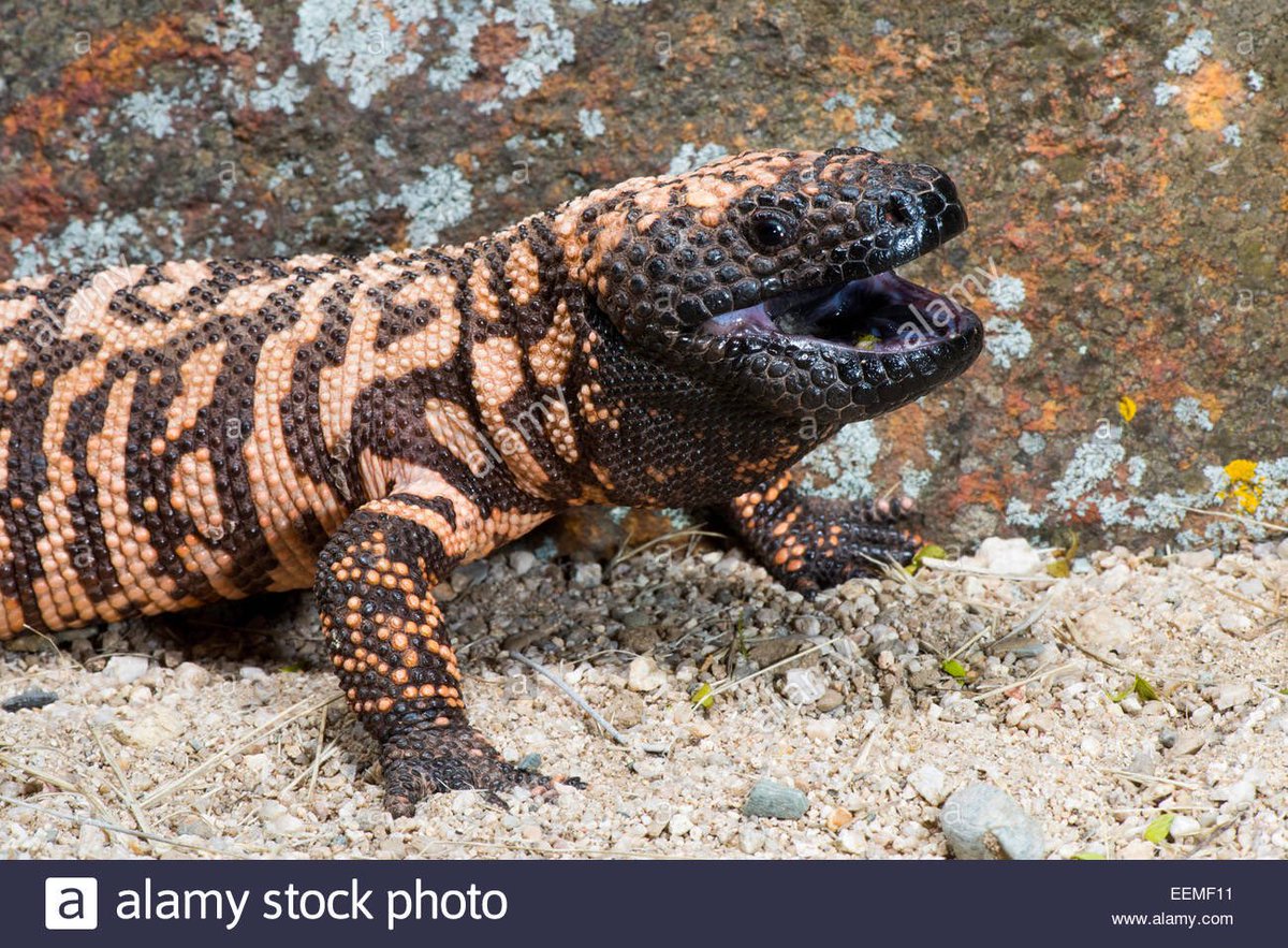 jaimeamorvalero's tweet photo. Nuestro nuevo amigo Haloderma suspectum o Monstruo de Gila, fuente natural de #Exenatida para el tratamiento de la diabetes
#zoologiaydiabetes
#RxRValladolid https://t.co/sRRCkXlD43