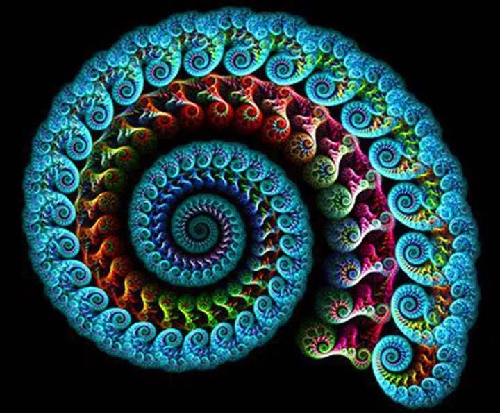 nvhsmat's tweet photo. Happy #FibonacciDay! This special sequence is everywhere in nature and can be used to find the #GoldenRatio. Where else do you see this pattern? https://t.co/NQehc2OSwW