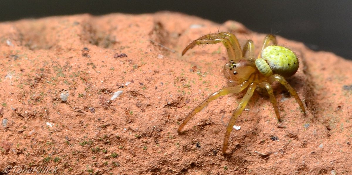 Tone_Killick's tweet photo. Parasitoids are a spiders greatest foe but before we all curse the wasp we must look at the bigger picture. Spiders consume at least 400 million tons of invert prey a year and without wasps this number would rise exponentially thus collapsing the ecological brick wall.  #Educate https://t.co/gG8esUlO2o