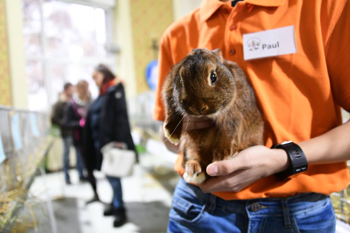Mulhouse On Twitter Tout Le Savoir Faire Des Aviculteurs De Dornach Est Presente Aujourd Hui Place Saint Barthelemy A Mulhouse A L Occasion De Leur Exposition Annuelle Https T Co Ppftv2xc6j