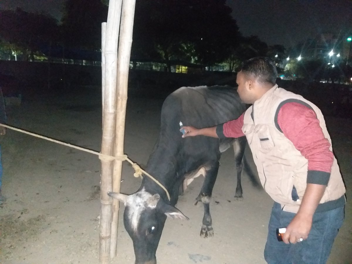 GauNandiSewa's tweet photo. Brought our nandi baba from gaushala where he has lost more than half of his weight &amp; became very weak. Even his injury was left untreated for more than 2 weeks
Has to bring him home to keep him alive and healthy. 
@GauPrem @SaveGomata @Goumatha @ravoria @myogiadityanath  #Noida https://t.co/UkthQkFwcS