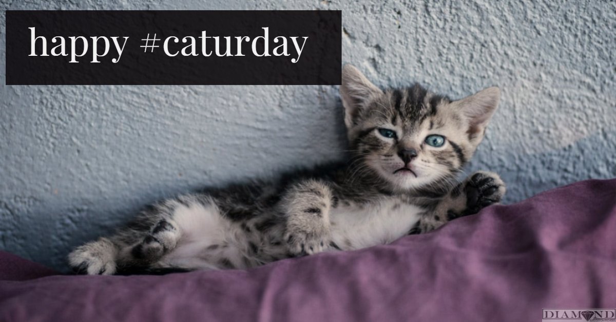 DiamondTrailers's tweet image. Happy Caturday! What kinds of furbabies do you have?

#happy #caturday #weekendvibes #catnap #furbabies