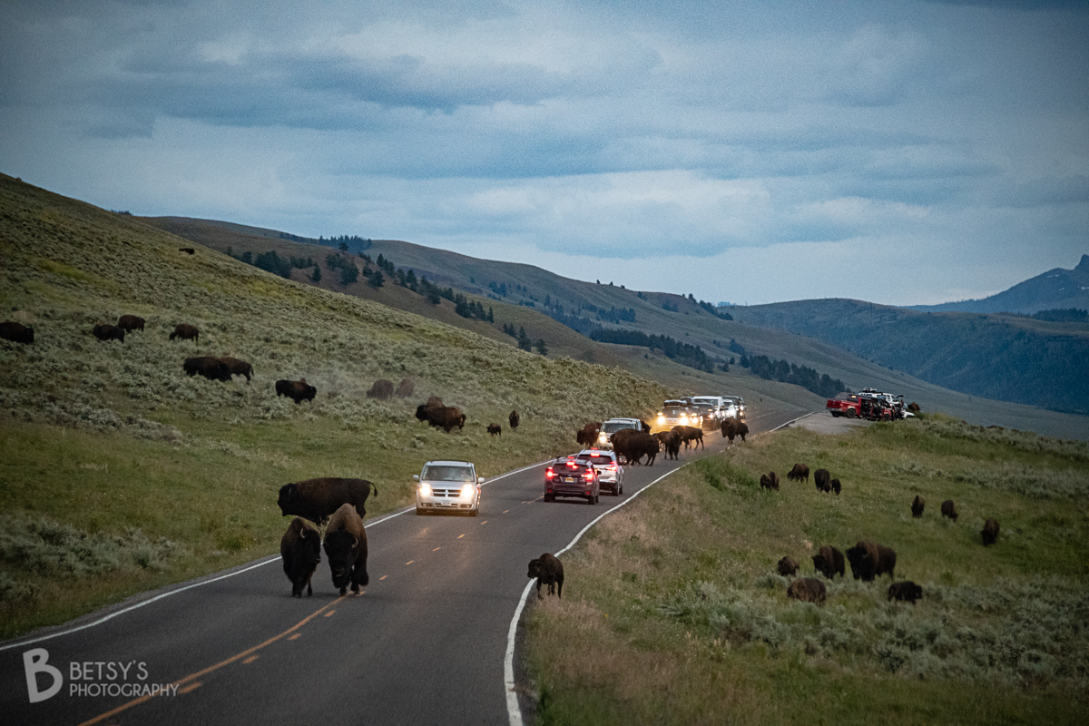 Bison blocking road in Yellowstone National Park, Wyoming.  August 14, 2019 // “take nothing but pictures, leave nothing but footprints” // #yellowstonenationalpark #yellowstone #visityellowstone #bison #buffalo #naturephotography #wildlifephotography #YellowstonePledge