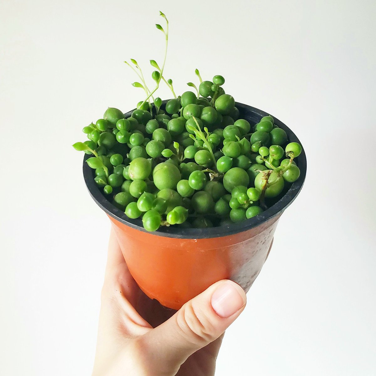 auntiesplanties's tweet image. Don&apos;t forget about the lil guys 🌱
#stringofpearls