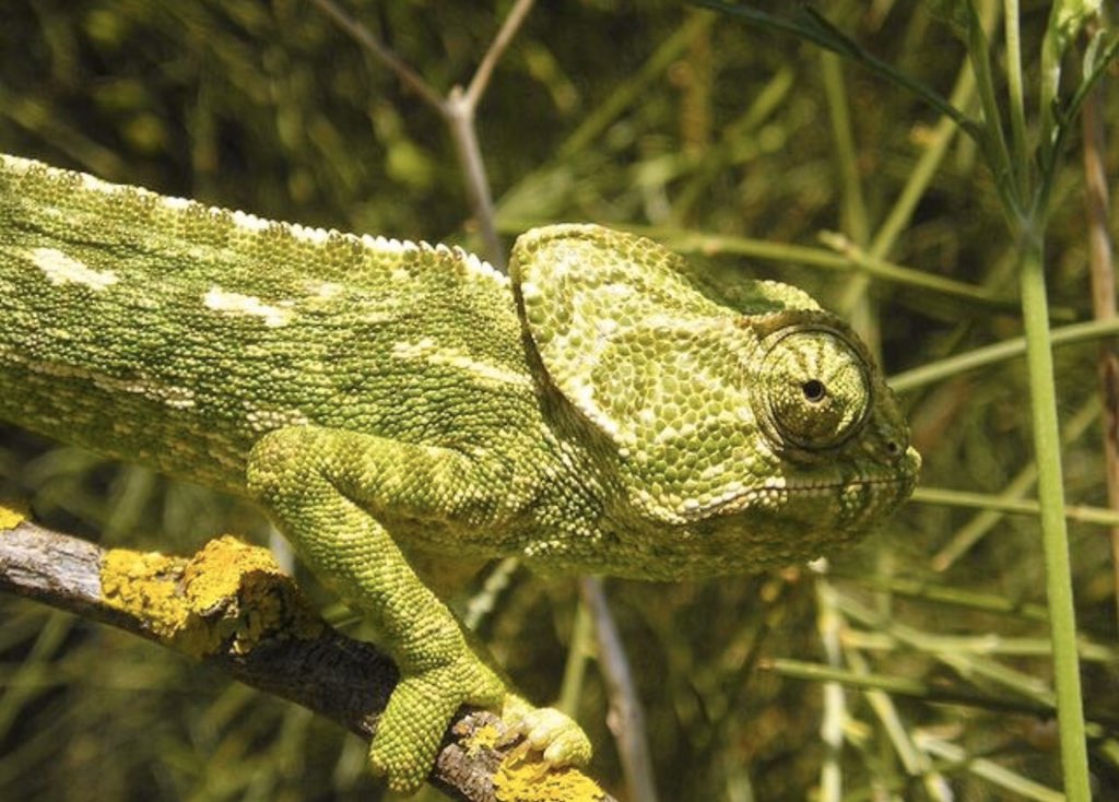 🤗El camaleón común (Chamaeleo chamaeleon) es una especie de lagarto iguanio de la familia Chamaeleonidae. En la provincia de Cádiz, sus hábitats naturales son: los pinares costeros de pino piñonero con sotobosque de retama blanca.