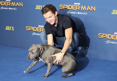 Even Spider-Man Tom Holland loves staffies facebook.com/time/videos/10… #StaffordshireBullTerrier #staffieSaturday #staffy #rescuedogs #AdoptDontShop #becauseeverydogdeservesahome