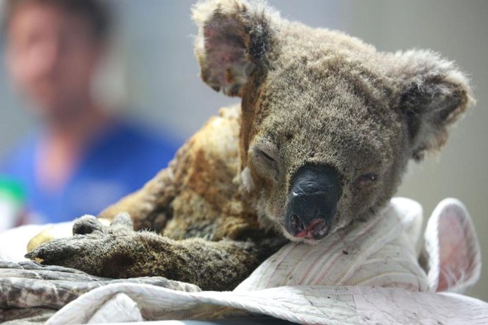 BiologistDan's tweet photo. Over a 1000 #Koala have died in the #AustraliaFires. Worse. 85% of their habitat has been destroyed... And growing. 1000s more could die of starvation in the coming months. Experts fear they'll soon become functionally extinct. This is #ClimateChange in fast motion. https://t.co/Hcj7zPMhuI