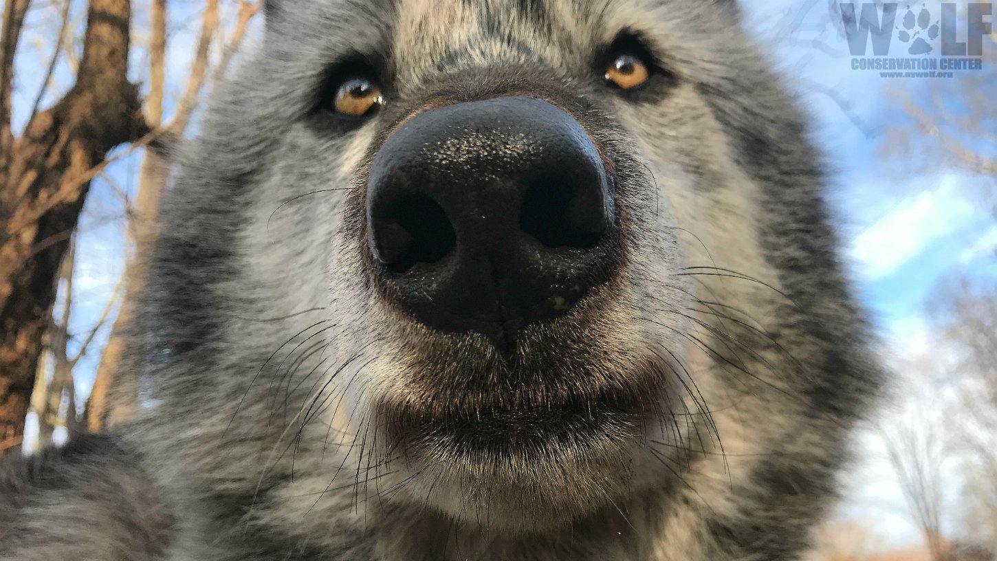 Wolf Conservation Center on Twitter: Wolf Conservation Center on Twitter: