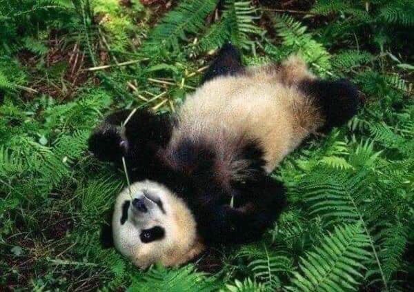 Pandas resample