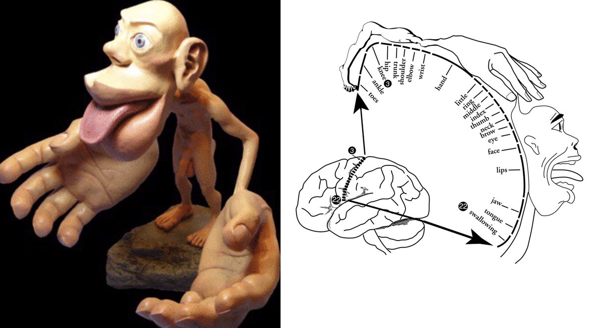 TheHealthFirm's tweet image. The Homunculus: how the brain perceives the human body so the world through our receptors. The homunculus is scaled based on the number of receptors we have. #homunculus #receptor #sensorysystem