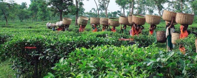 BrownPeopleDo2's tweet photo. Sylhet, Bangladesh 🇧🇩 https://t.co/pLXGXankVQ
