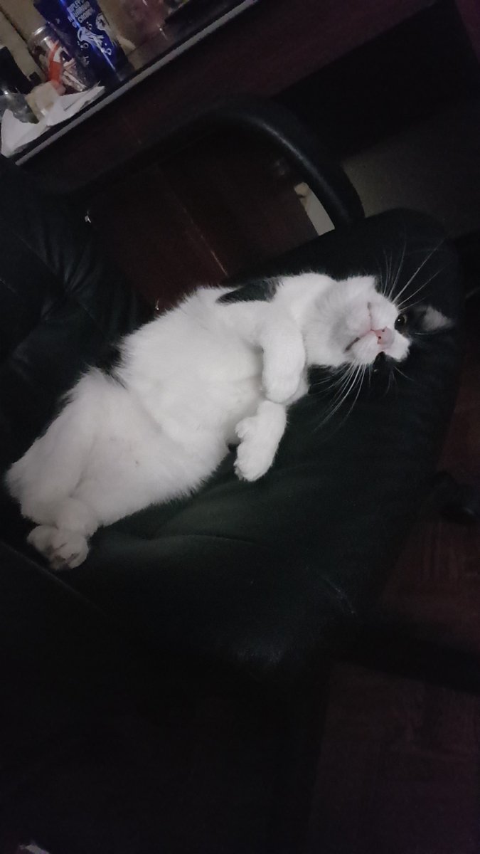 Tristan18158589's tweet photo. Here is Polly! Our polydactyl baby. (That means she has some extra toes!)
#Caturday https://t.co/xRzdqwkwld