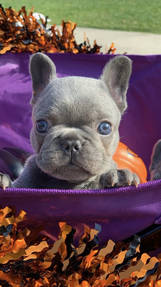 steve f. price (@kings46) on Twitter photo 