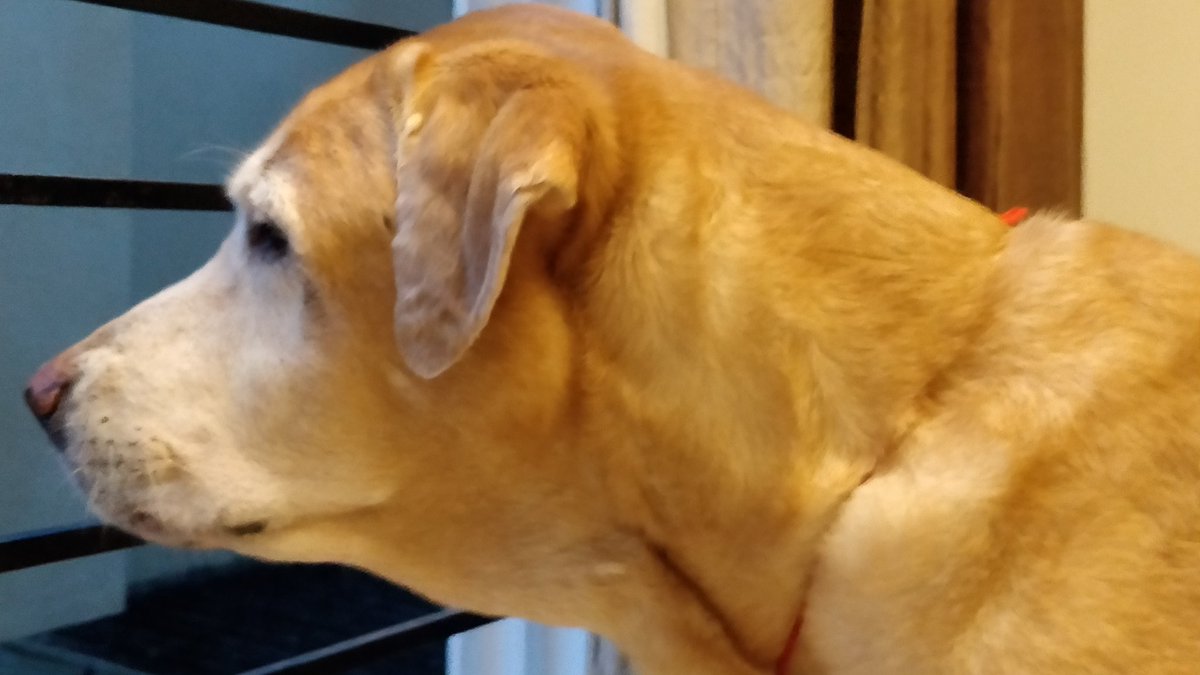 robthebobbie's tweet image. It's one of those evenings when nothing happens... missing my human brothers...