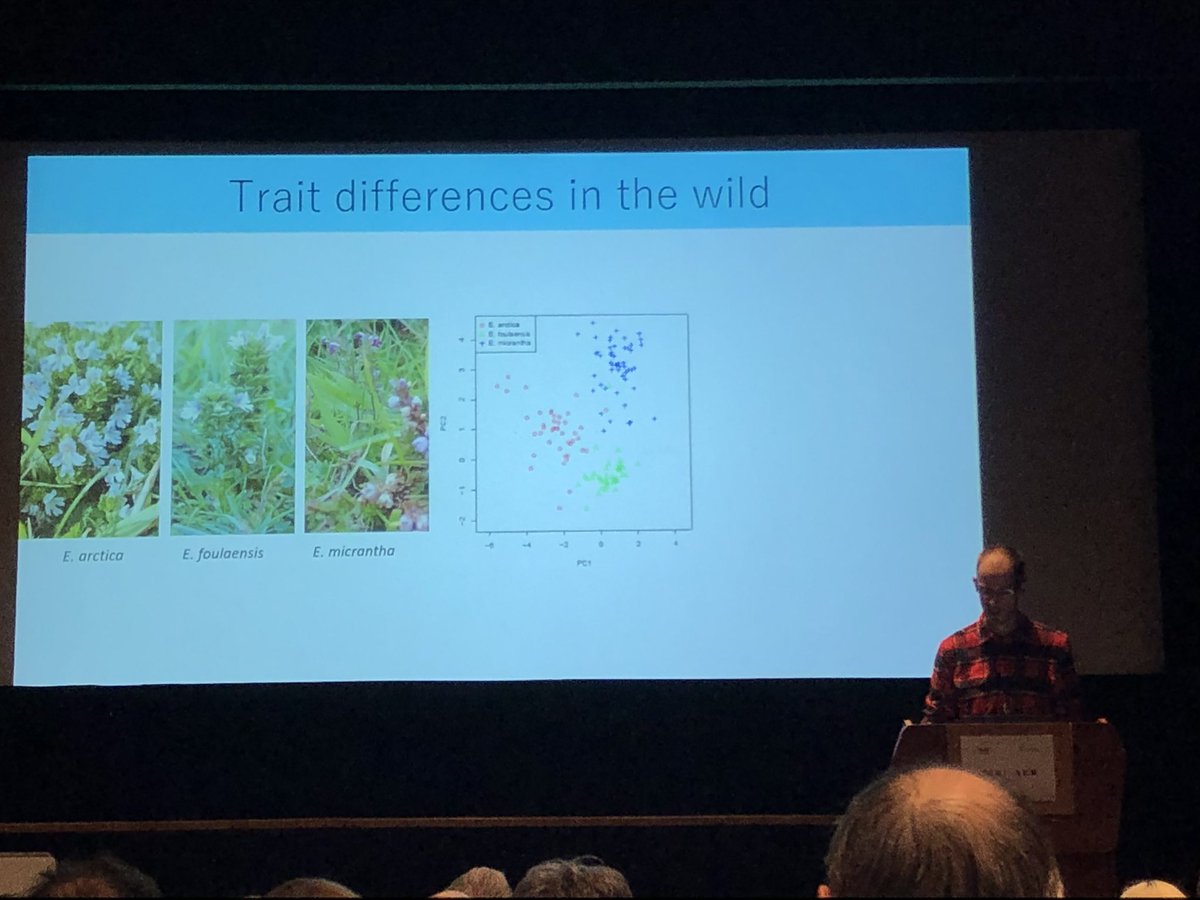 Euphrasiologist's tweet photo. Fantastic to see #eyebrights getting some limelight today in a fantastic talk by @alex_twyford - Eyebrights remain a tricky group! https://t.co/1G8YVtKygg