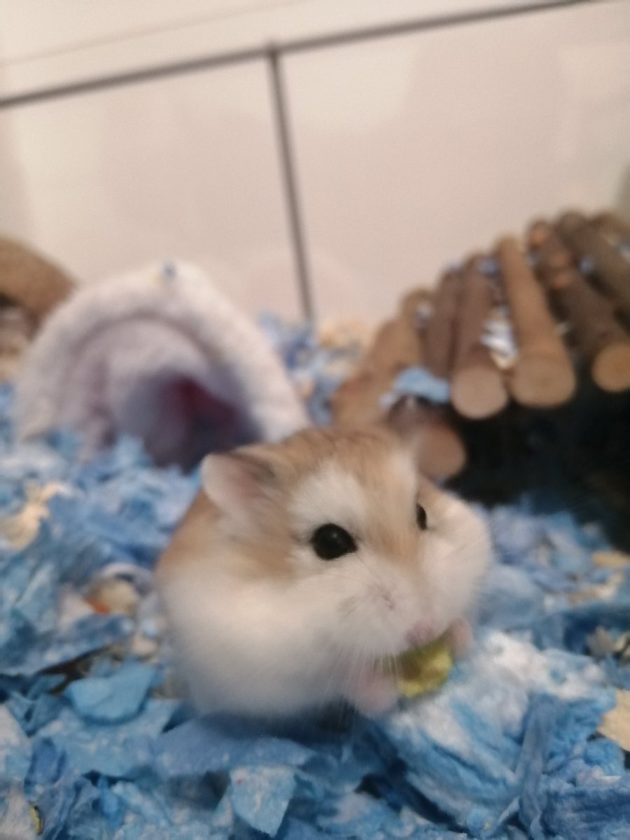 Cheshirerising tweet media