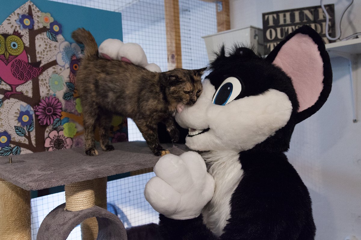 NordicFuzzCon is proud to present our charity for 2020: Katthjälpen i Malmö! As it is our first year at a new location, we want to show the local community what we are all about. Read more about our charity and how YOU can help, here: nordicfuzzcon.org/Convention/Cha… #NFC2020