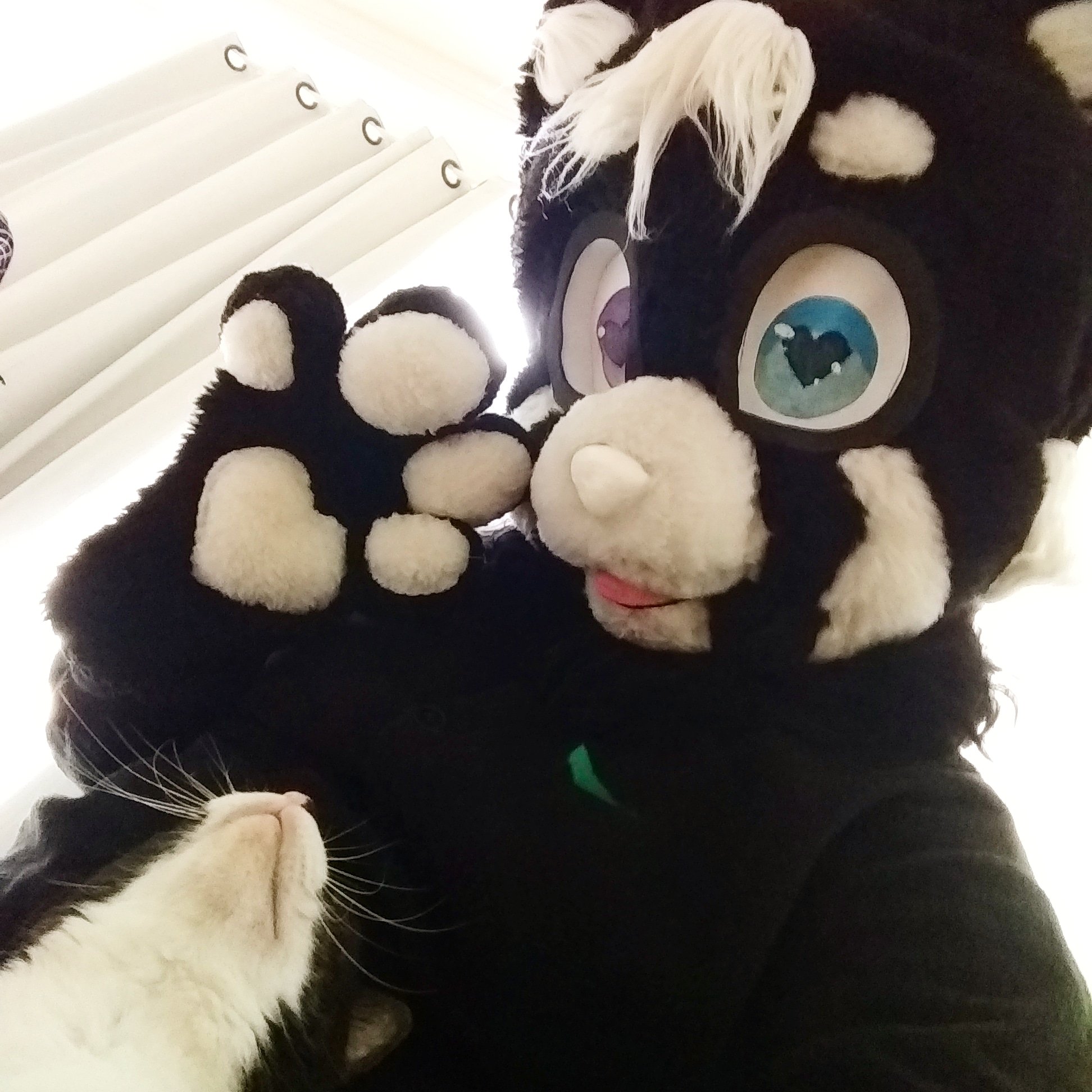 owo cat plush