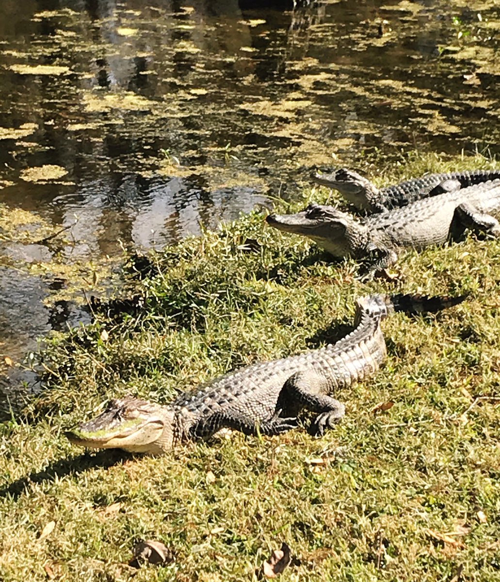 CajunPrideSwamp's tweet photo. Did you know alligators are some of the noisiest reptiles? Even without vocal cords, they can bellow by sucking air in and blowing it out in intermittent roars. They also growl, hiss and make cough-like sounds called a chumpf! #gatorfacts https://t.co/lvLTmwzbnl