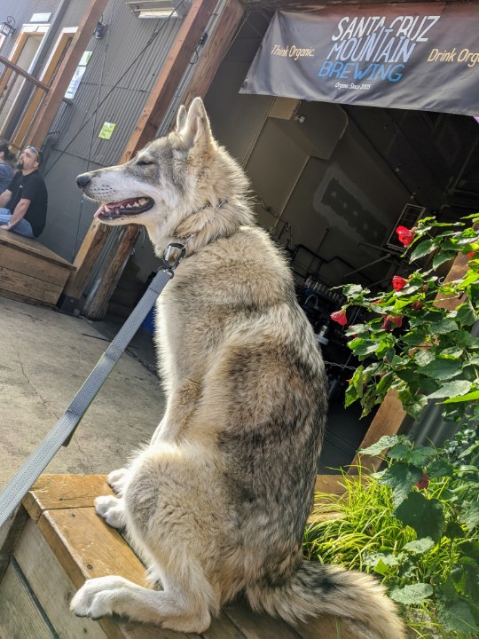 alexlewis's tweet photo. Newest rescue, Zephyr, at a local brewery for his first real socialization adventure. He's only 7 months old. #bigdog #wolfdog #pupventure https://t.co/fRp0F8nphm